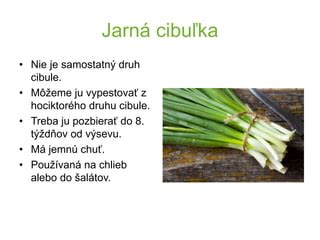 Ilustrácia výsevu cibule do riadkov