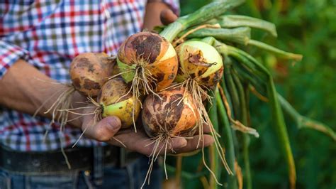 Skladaná cibuľa pripravená na uskladnenie