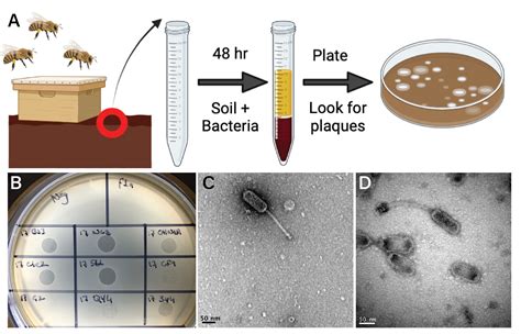 Schéma životného cyklu baktérie Paenibacillus larvae a spôsoby jej šírenia v úli