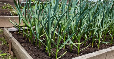 schéma ideálneho záhona pre uhorky s vyznačenými rozostupmi a vrstvami kompostu