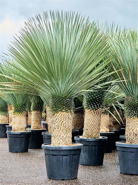 Koláž fotografií rôznych druhov juky, vrátane Yucca filamentosa, Yucca elephantipes a Yucca rostrata.