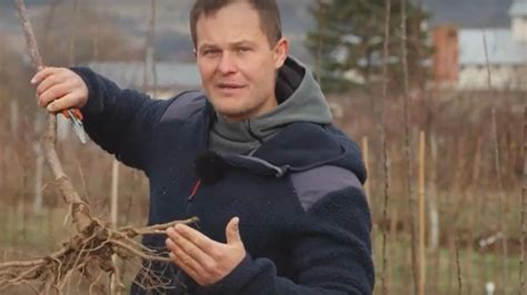 Detailný pohľad na koreňový systém juky pri presádzaní.