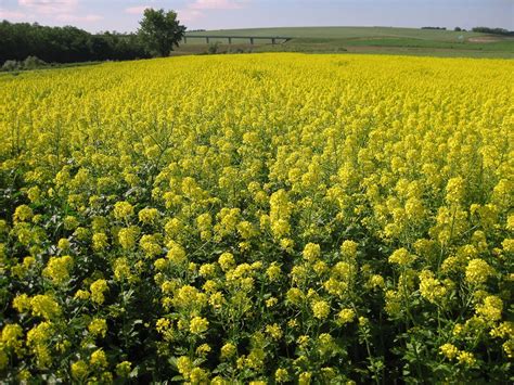 Snímka kvitnúceho porastu horčice bielej na slovenskom poli