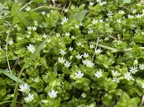 Ilustrácia rastliny hviezdica prostredná s detailmi listov a kvetov