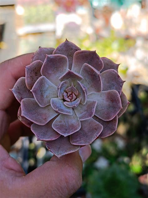 Detail ružice echeverie s viditeľnými kvapôčkami vody