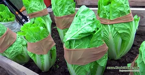 Fotografia znázorňujúca optimálne rozostupy medzi rastlinami pekinskej kapusty na záhone