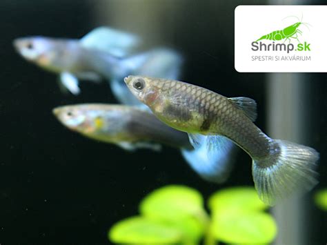 Gravidná samička gupky s viditeľnou škvrnou