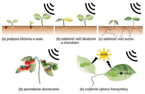 ilustrácia rôznych antioxidantov a ich vplyvu na bunky