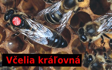 Schéma zloženia včelstva: matka, robotnice, trúdy a ich úlohy v úli