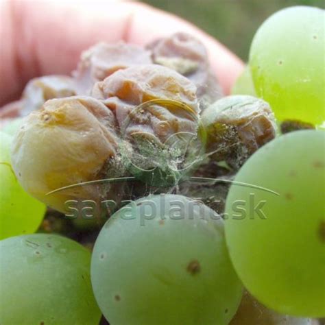 Ilustrácia znázorňujúca zdravý viničový ker s vyznačenými jednoročnými a starými výhonkami