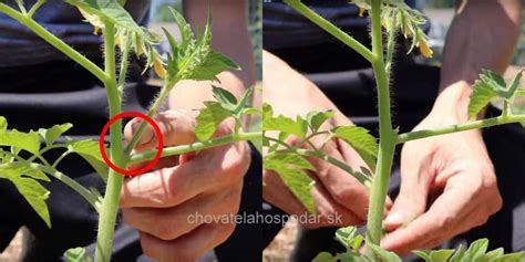 Séria obrázkov znázorňujúca vývoj sadenice paradajky od klíčenia až po dospelú rastlinu v kvetináči.