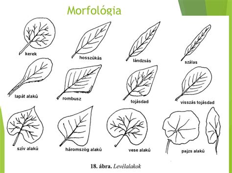 Infografika: Morfológia rastliny technického konope