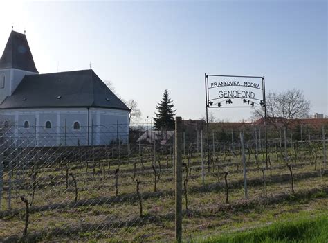 Fotografia vinice genofondu Frankovky modrej v Rači