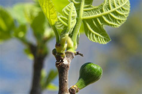 Ilustrácia správnej zálievky figovníka s dôrazom na obmedzenie vody počas dozrievania plodov