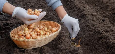 Schéma výsadby cibule: znázornenie hĺbky výsadby, vzdialenosti medzi riadkami a správnej orientácie sadzačky