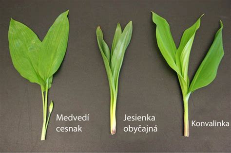 Infografika znázorňujúca rozdiel medzi listom medvedieho cesnaku a jedovatou konvalinkou