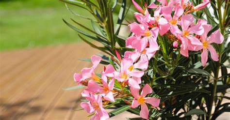 Nádoba s oleandrom na slnečnom balkóne.