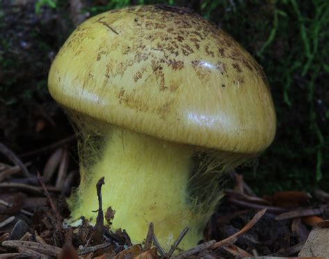 Ilustrácia rôznych druhov magických húb.