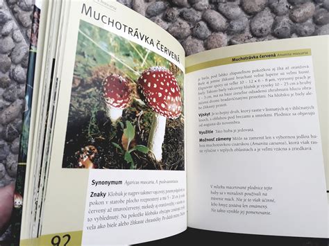 Detail klobúčika magickej huby pripravenej na zber.