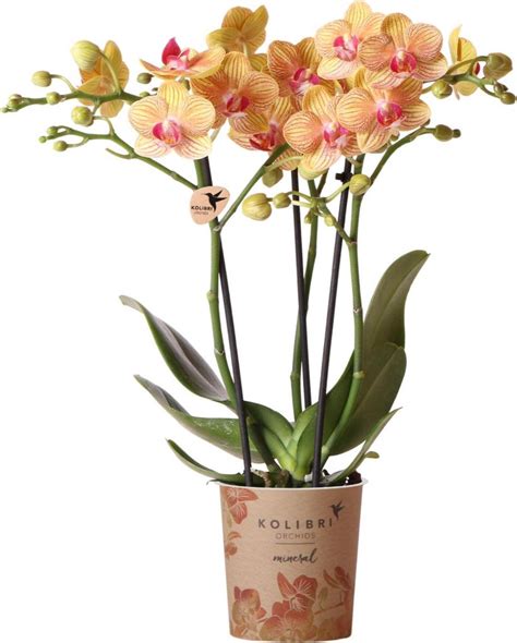 Ilustrácia rozdielu medzi kvetnou stonkou a vzdušným koreňom orchidey