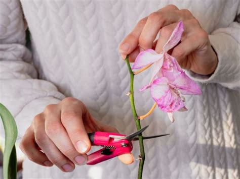 Foto: Odstránenie suchej stonky orchidey pri báze