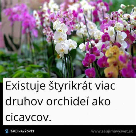 Kolekcia rôznych druhov kvitnúcich orchideí