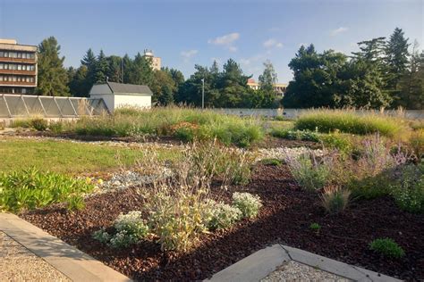 Tematické foto zelenej žeruchy