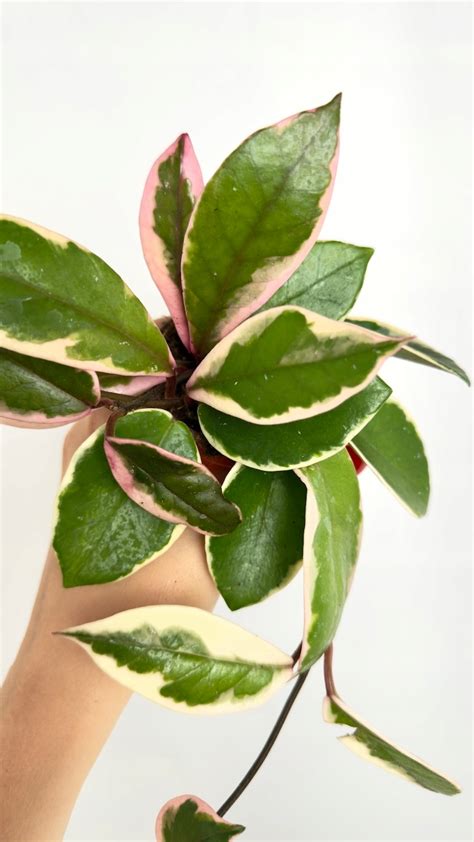 Detailná fotografia žeruchy siatej s listami a kvetmi