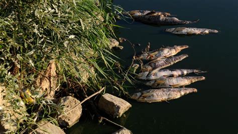 Foto žeruchy vodnej rastúcej v potoku