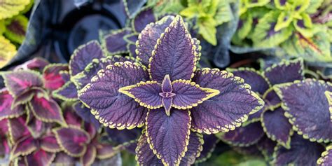 Schéma farebných variácií listov koleusu - od zelenej cez purpurovú až po bordovú