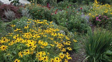 Záhon s rôznymi druhmi žltušiek v polotieni