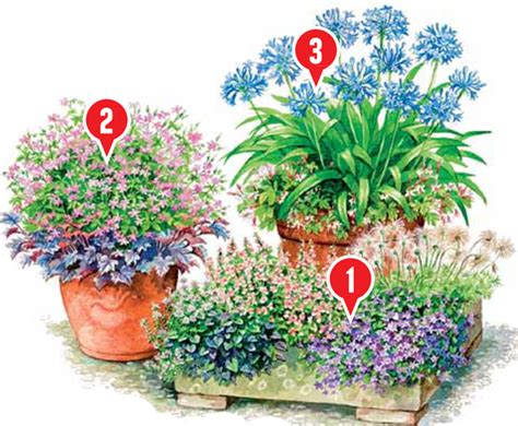 Schéma výsadby a delenia trsov medovky v záhrade