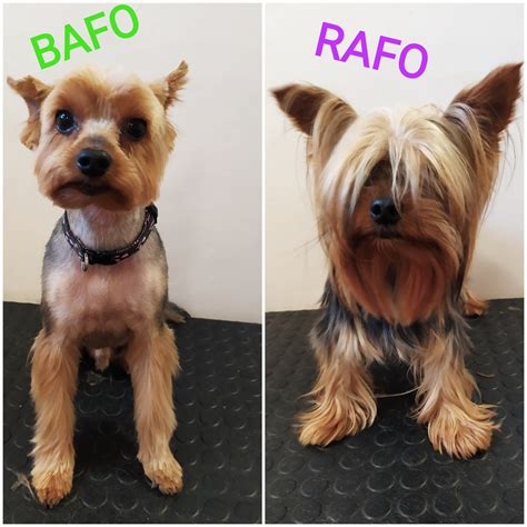 Schéma prípravy srsti yorkshira pred strihaním: postup od kúpeľa cez rozčesávanie až po správne držanie psa na stole.