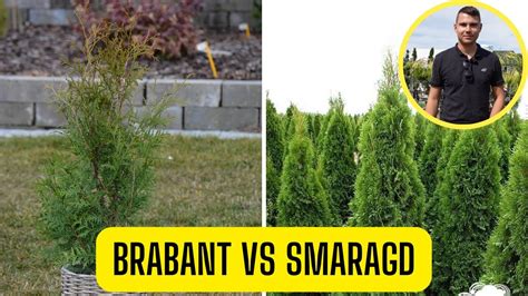 Schéma porovnania veľkostí a tvarov korún najobľúbenejších odrôd tují (Smaragd, Brabant, Danica)