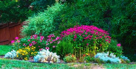 Záhon s rôznymi druhmi zvončekov (skalkové druhy v popredí, vyššie druhy v pozadí)