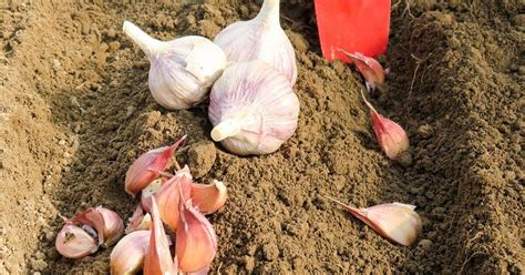 Schéma správnej výsadby strúčikov cesnaku