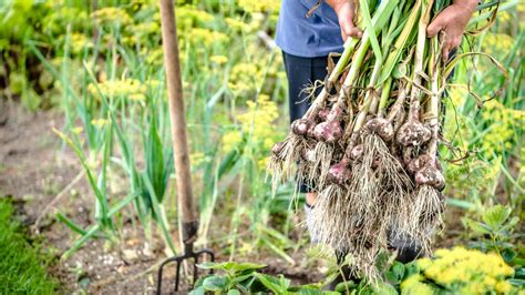 Fotografia: proces zberu cesnaku z pôdy