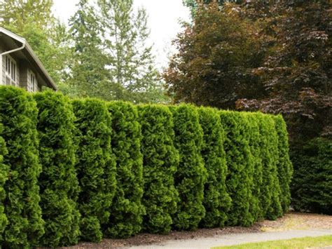 Schéma rozostupov pri výsadbe tují pre živý plot