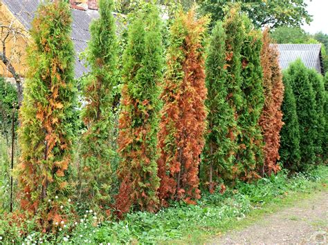 Názorná ukážka správneho strihania tují