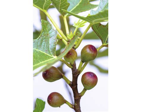 Ilustračná fotografia figovníka s plodmi