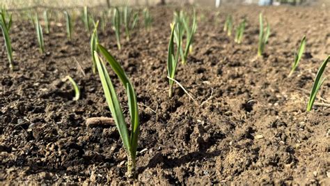 schéma správneho morenia a výsadby cesnaku do pôdy