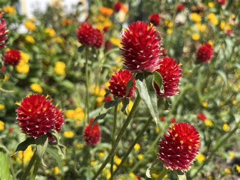 Schéma znázorňujúca správny postup pri presádzaní rastliny do väčšieho kvetináča s drenážnou vrstvou