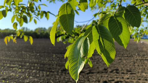 Detail listov orecha kráľovského s príznakmi antraknózy