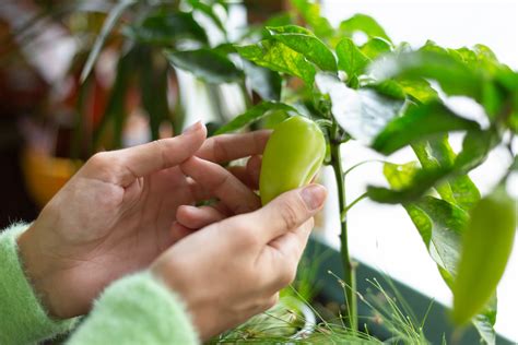 Paprika napadnutá voškami