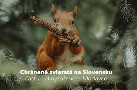 Ilustrácia rôznych typov pascí na hlodavce