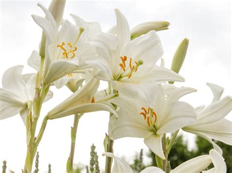 Detailná fotografia kvetov a listovej ružice ľalie bielej (Lilium candidum)