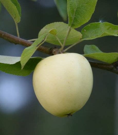 Detail plodov jablone 'Priesvitná letná', zobrazujúci ich charakteristickú farbu a tvar