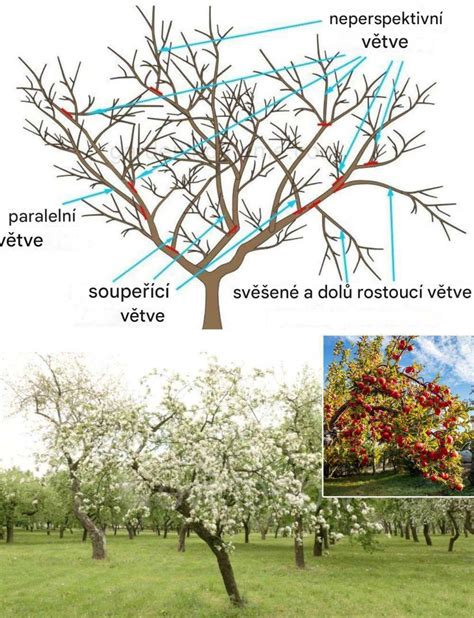 Schéma správneho rezu jablone pre optimálnu úrodu a zdravý rast
