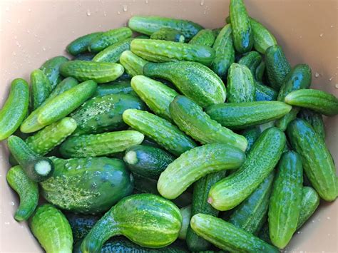 Ilustrácia vrúbľovania uhorky