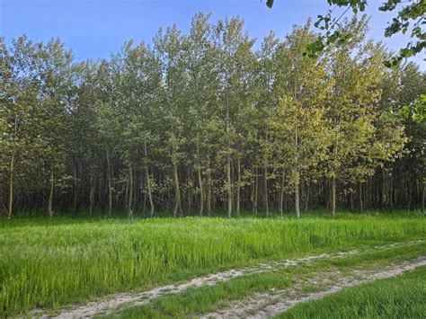 Tematická fotografia plantáže rýchlorastúcich drevín